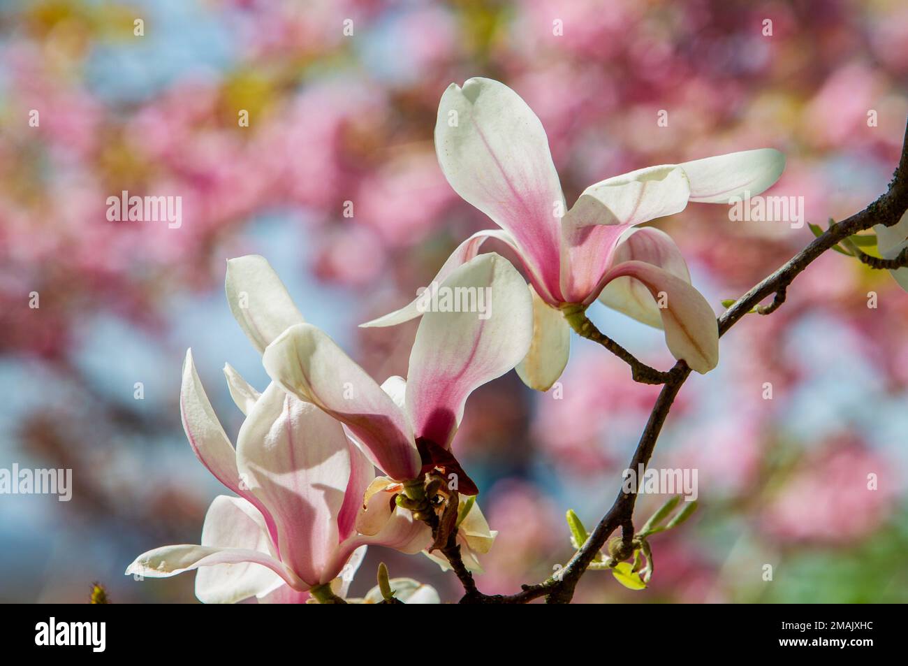 Bella combinazione di fiori di magnolia rosa chiaro e fiori di ciliegio rosa sullo sfondo in giardino giapponese a Kaiserslautern al 21 aprile Foto Stock