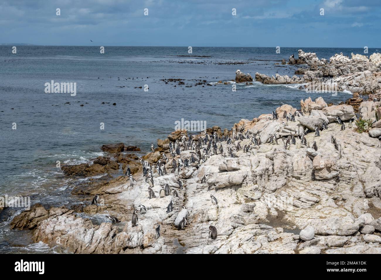 Colonia di pinguini africani (Spheniscus demersus) presso la riserva naturale di Stony Point, Città del Capo, Sudafrica. Foto Stock