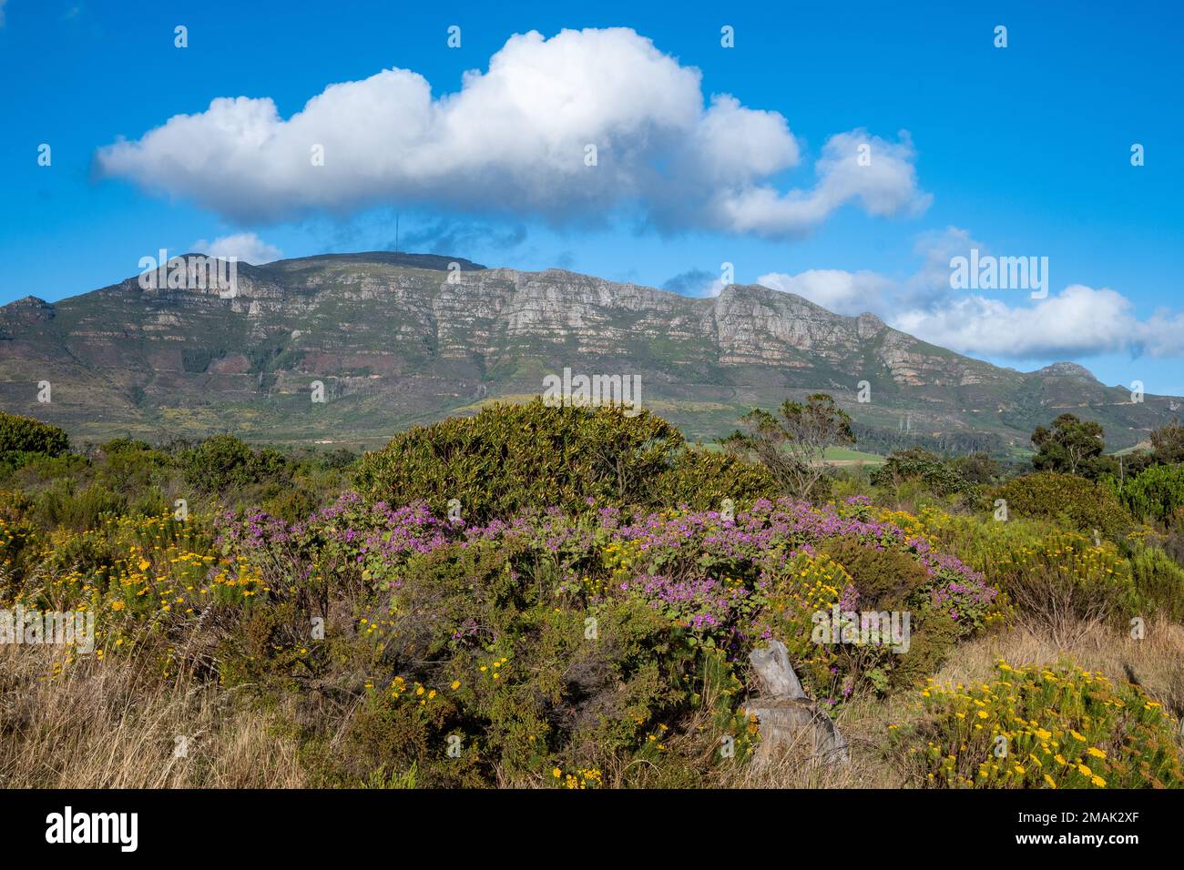 Table Mountain. Città del Capo. Sudafrica. Foto Stock