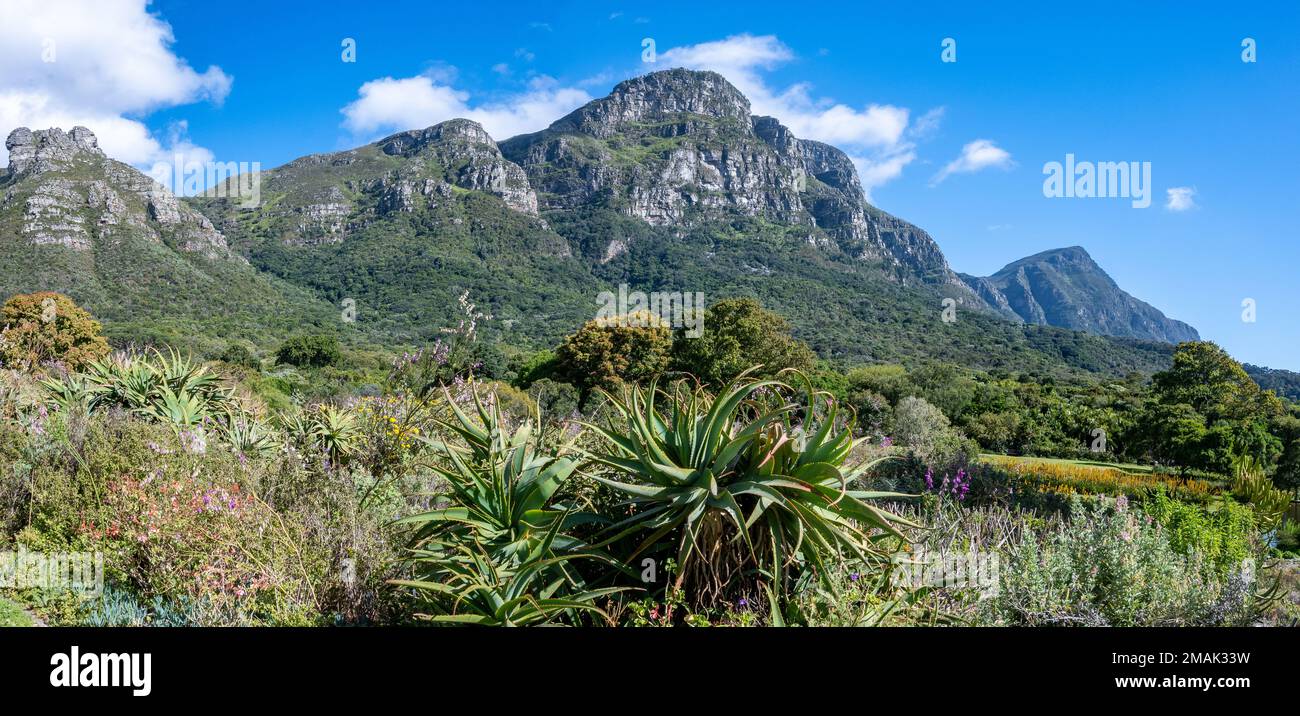 Vista panoramica della Table Mountain dal Giardino Botanico Nazionale di Kirstenbosch. Città del Capo. Sudafrica. Foto Stock