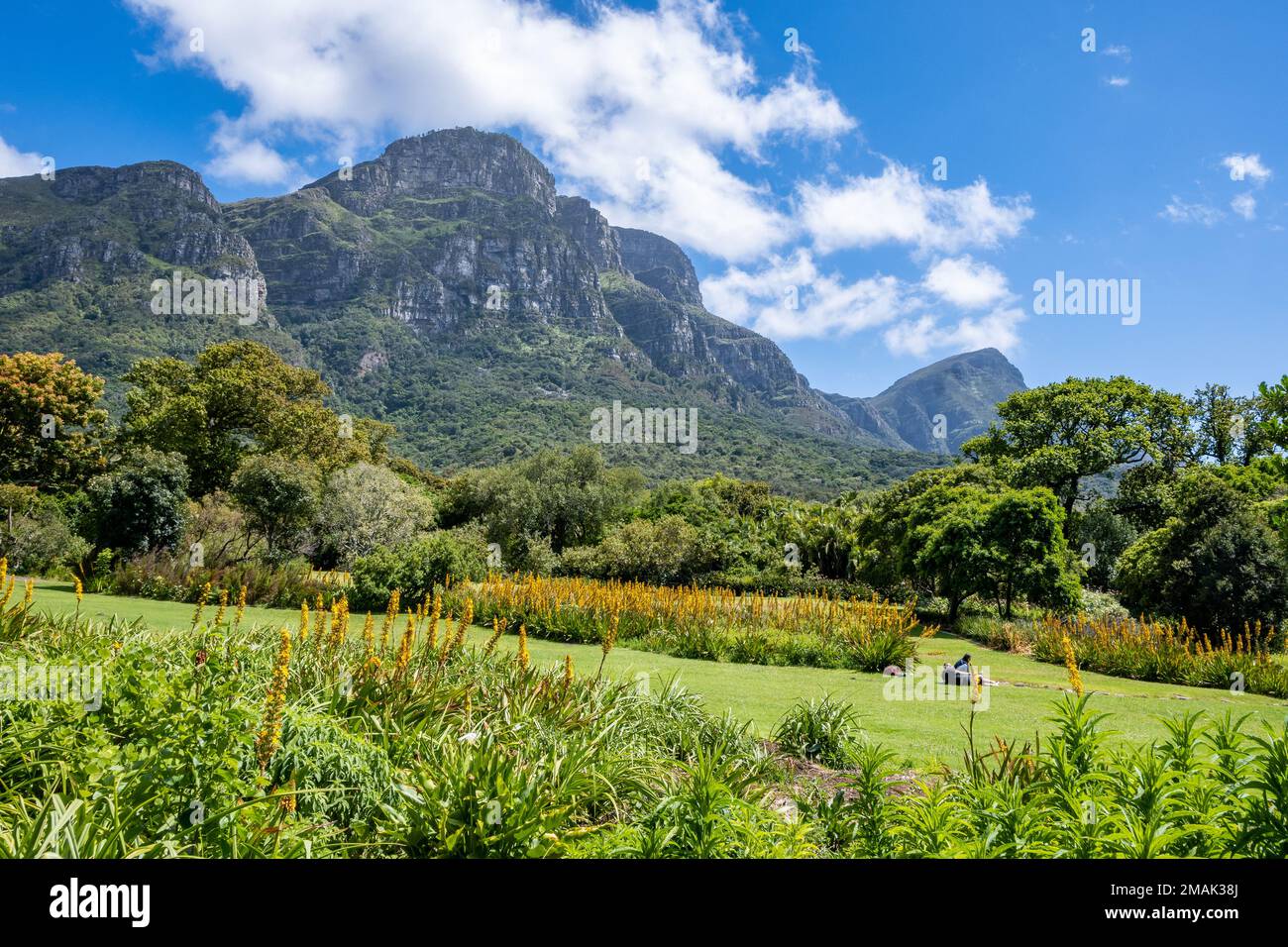 Vista sul Monte Table dal Giardino Botanico Nazionale di Kirstenbosch. Città del Capo, Sudafrica. Foto Stock