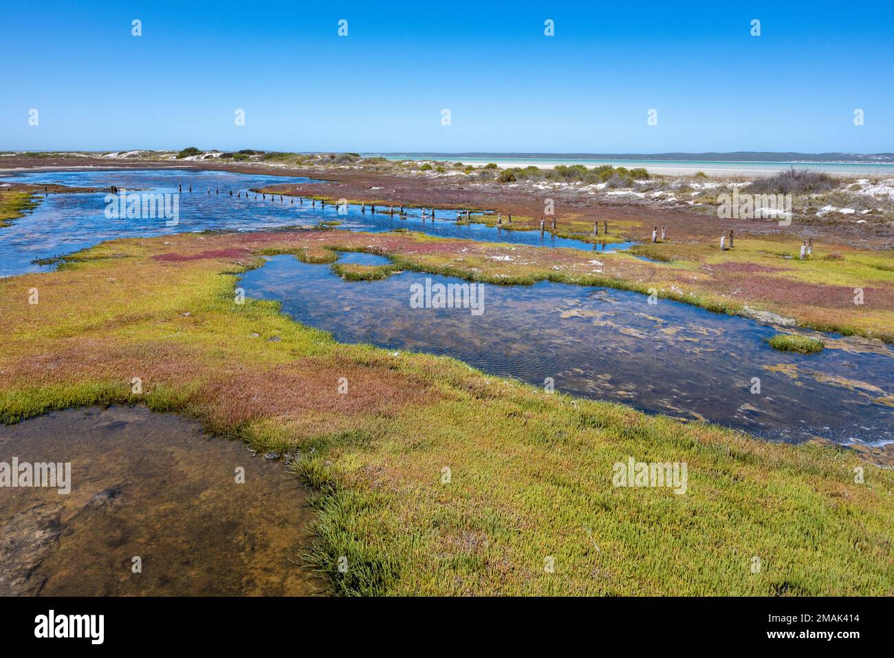 Vegetazioni colorate nella zona umida costiera. West Coast National Park, Western Cape, Sud Africa. Foto Stock
