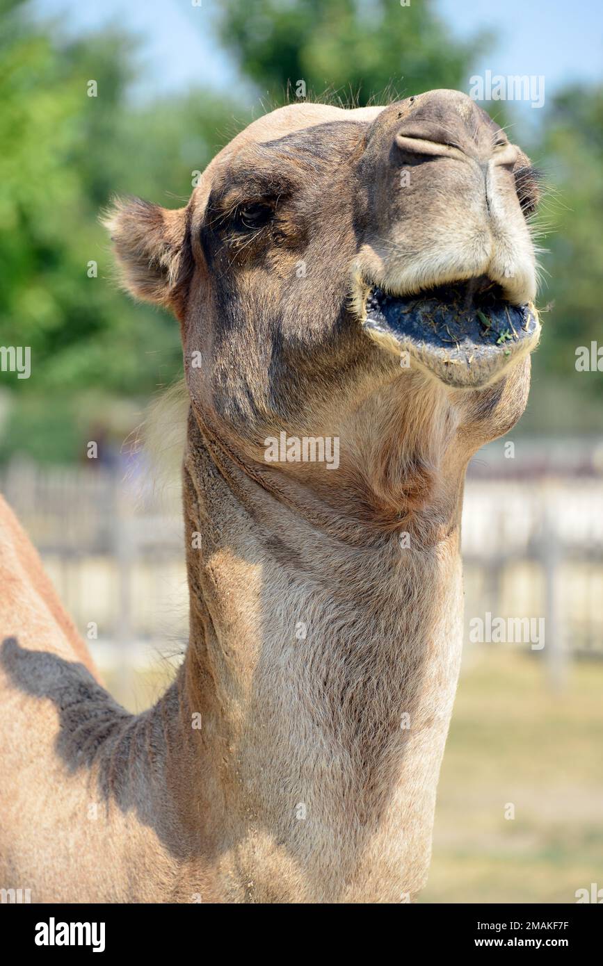 Dromedario, cammello arabo, dromedario, camel arabo, cameau d'Arabie, Dromadaire, Camelus dromedarius, egypúpú teve Foto Stock
