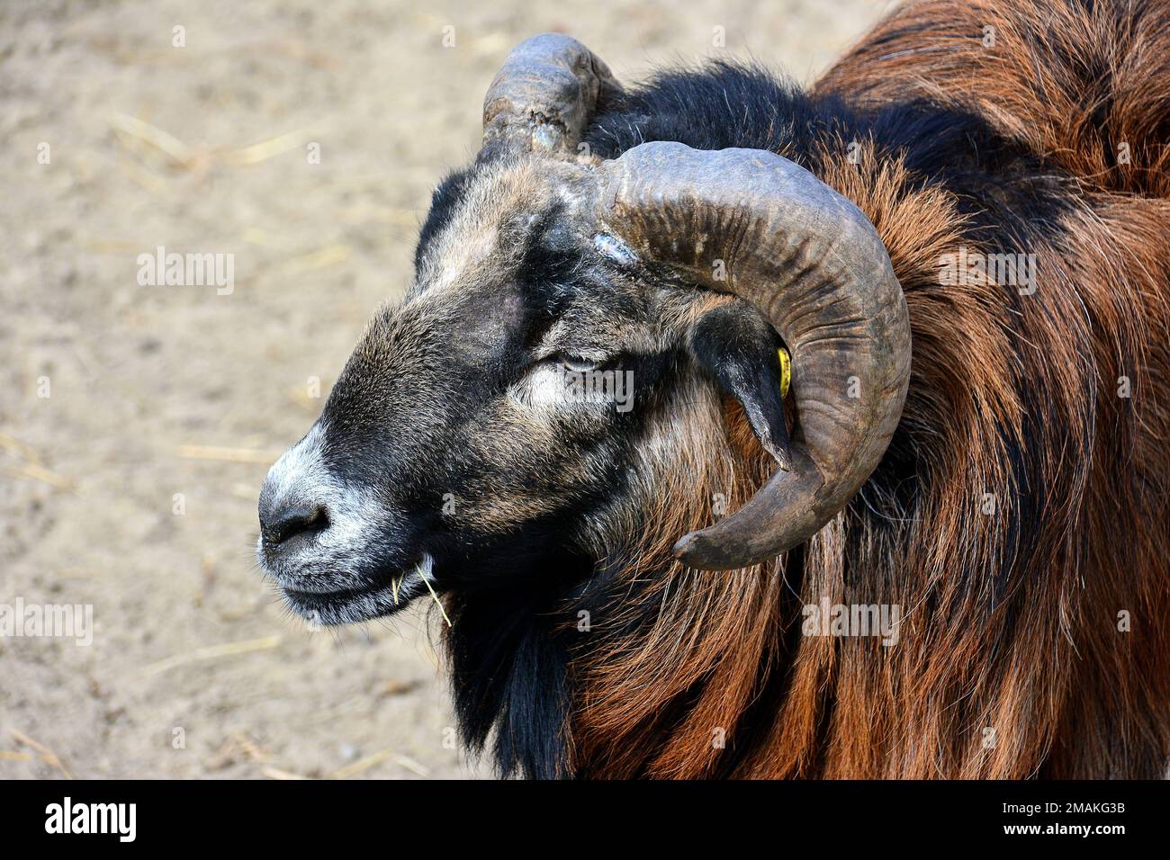 Camerun pecora, Kamerunschaf, Mouton du Cameroun, Ovis gmelini ariete, kameruni juh Foto Stock