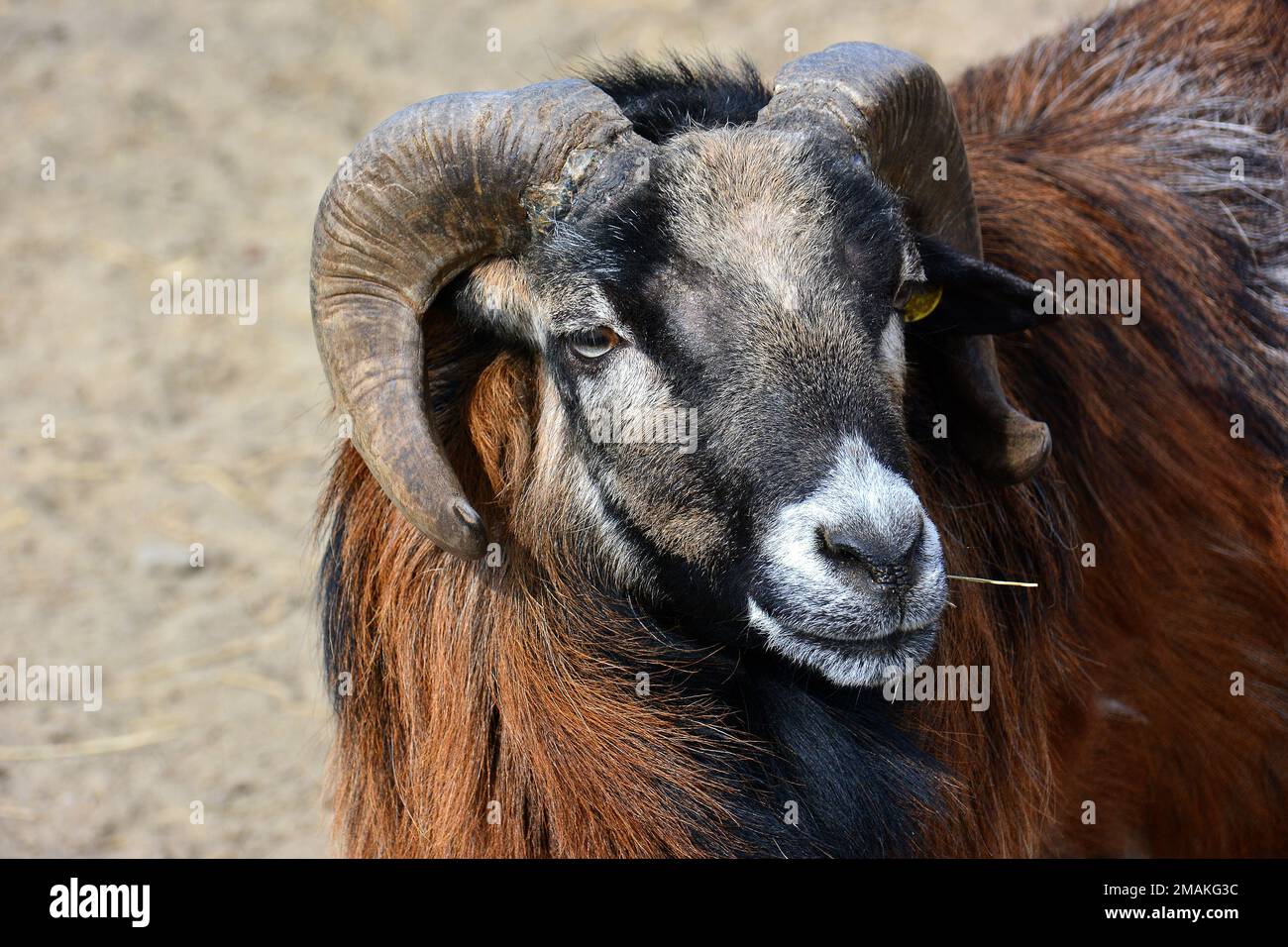 Camerun pecora, Kamerunschaf, Mouton du Cameroun, Ovis gmelini ariete, kameruni juh Foto Stock