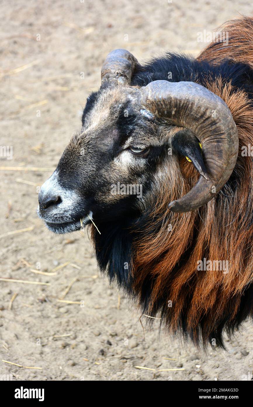 Camerun pecora, Kamerunschaf, Mouton du Cameroun, Ovis gmelini ariete, kameruni juh Foto Stock