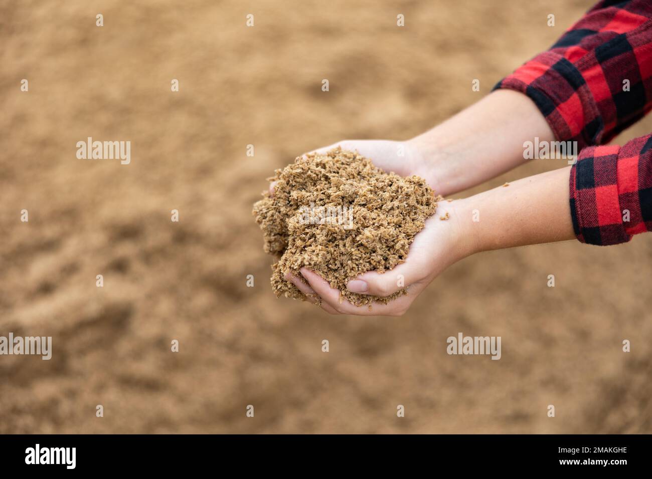Mani di agricoltore donna che tiene mucchio di grano speso di birwer Foto Stock