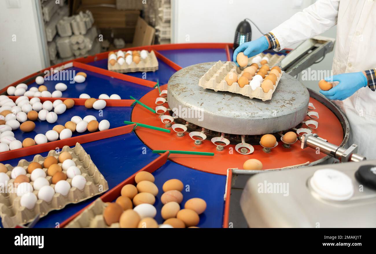 Il lavoratore ha le mani in guanti di taglia cernita ed etichettatura uova fresche di pollo sul trasportatore in azienda Foto Stock