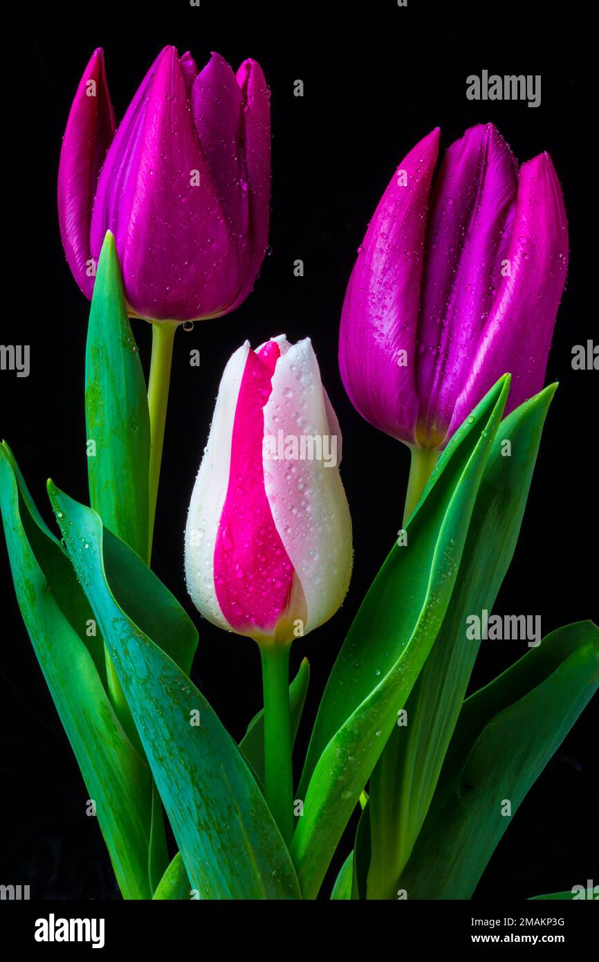 Tre bellissimi tulipani Foto Stock
