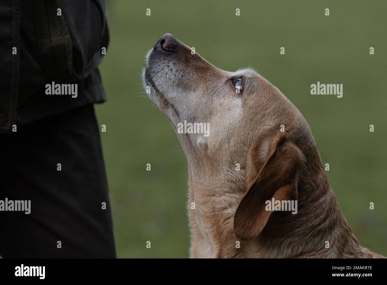 cane in attesa di un trattamento Foto Stock
