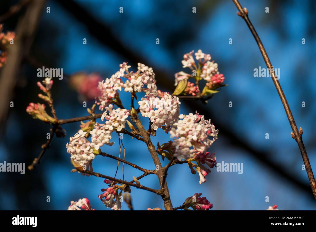 Koreanischer Duft-Schneeball (Viburnum farreri) mit Blüten und Knospen in pink Foto Stock