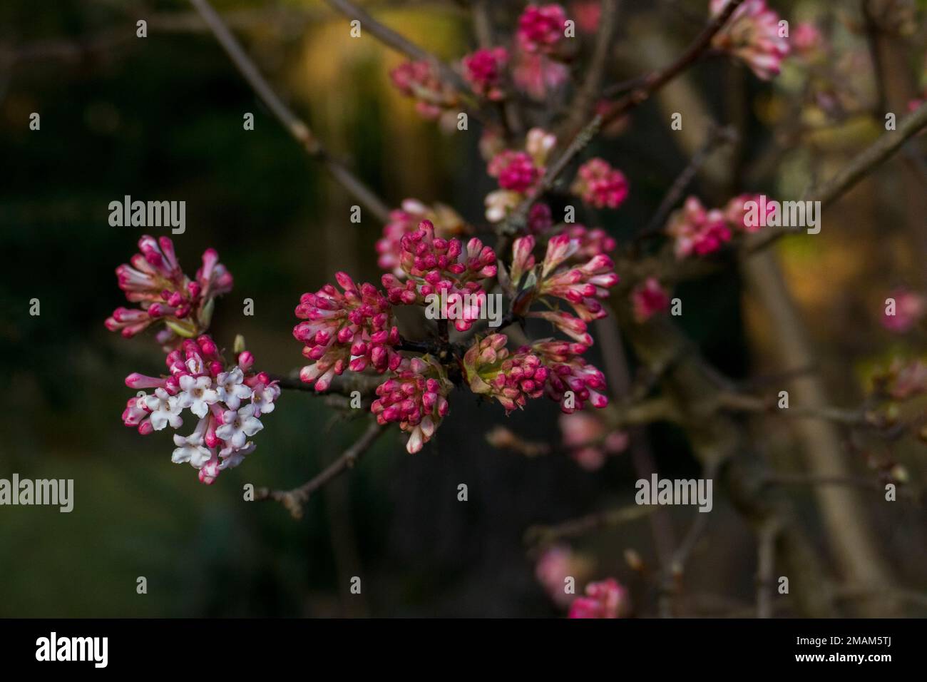 Koreanischer Duft-Schneeball (Viburnum farreri) mit Blüten und Knospen in pink Foto Stock