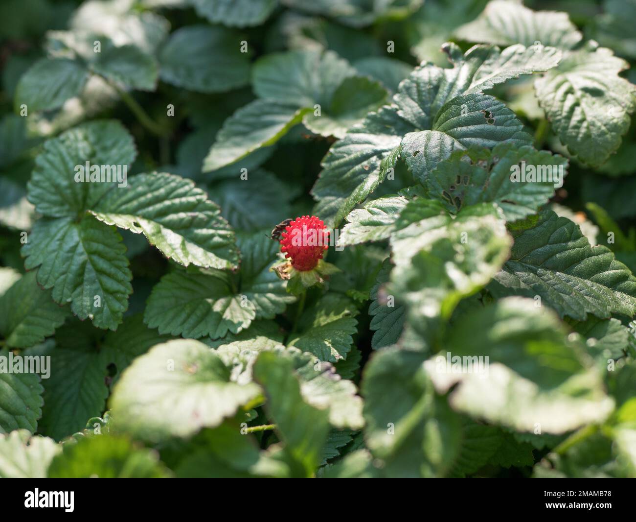 Fragola selvatica con foglie verdi. Primo piano di una fragola forestale Foto Stock