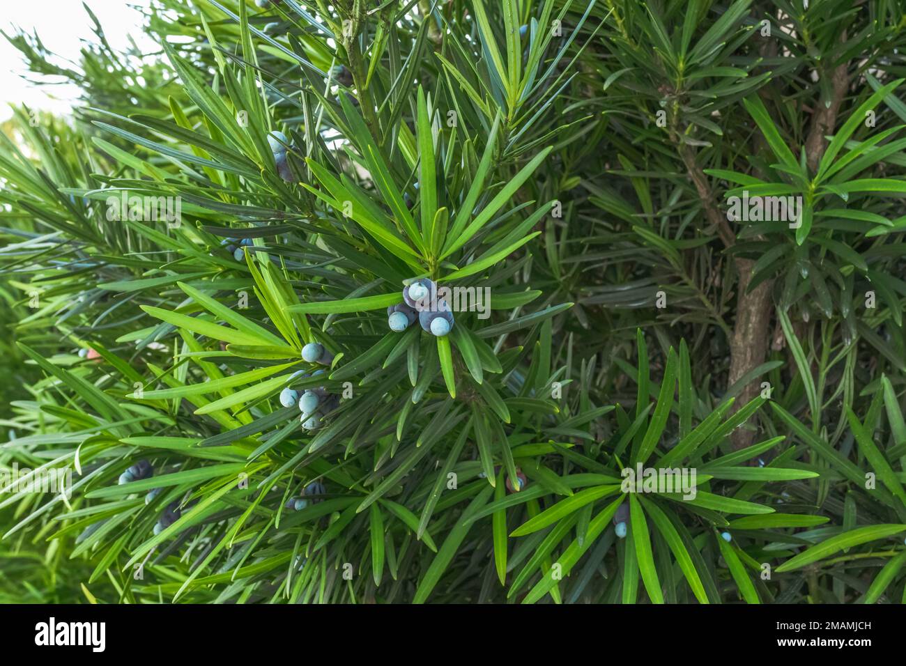 Primo piano di Podocarpus macrophyllus (pianta di prugne, o Kusamaki). Foglie verdi scure e frutti di bacca carnosi viola-bluastra Foto Stock