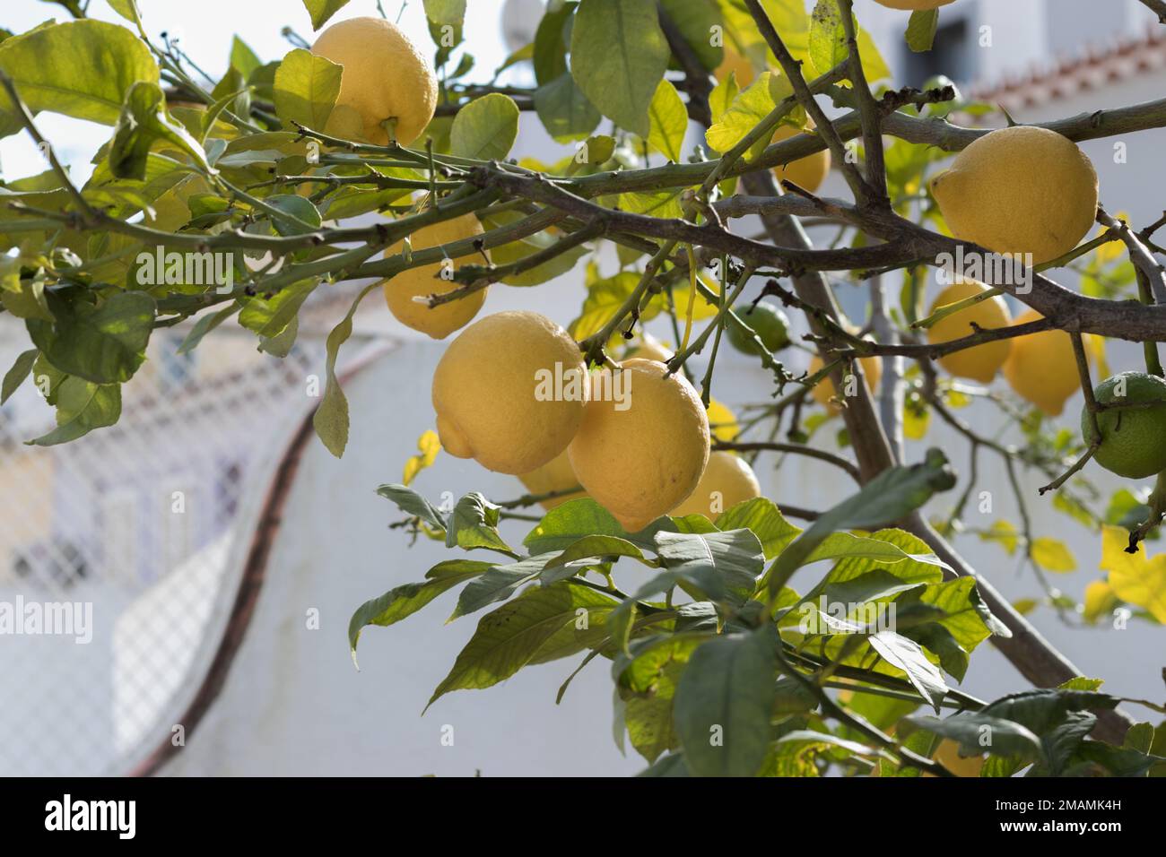 Agrumi giallo limone e foglie verdi in giardino nelle giornate limpide. Limone di agrumi che cresce su un ramo di albero, primo piano. Piante ornamentali da interno Foto Stock