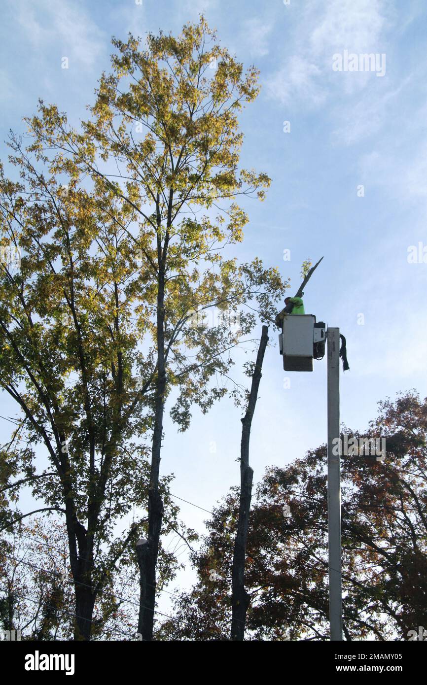 Personale di assistenza con carrello a benna che taglia un albero grande Foto Stock