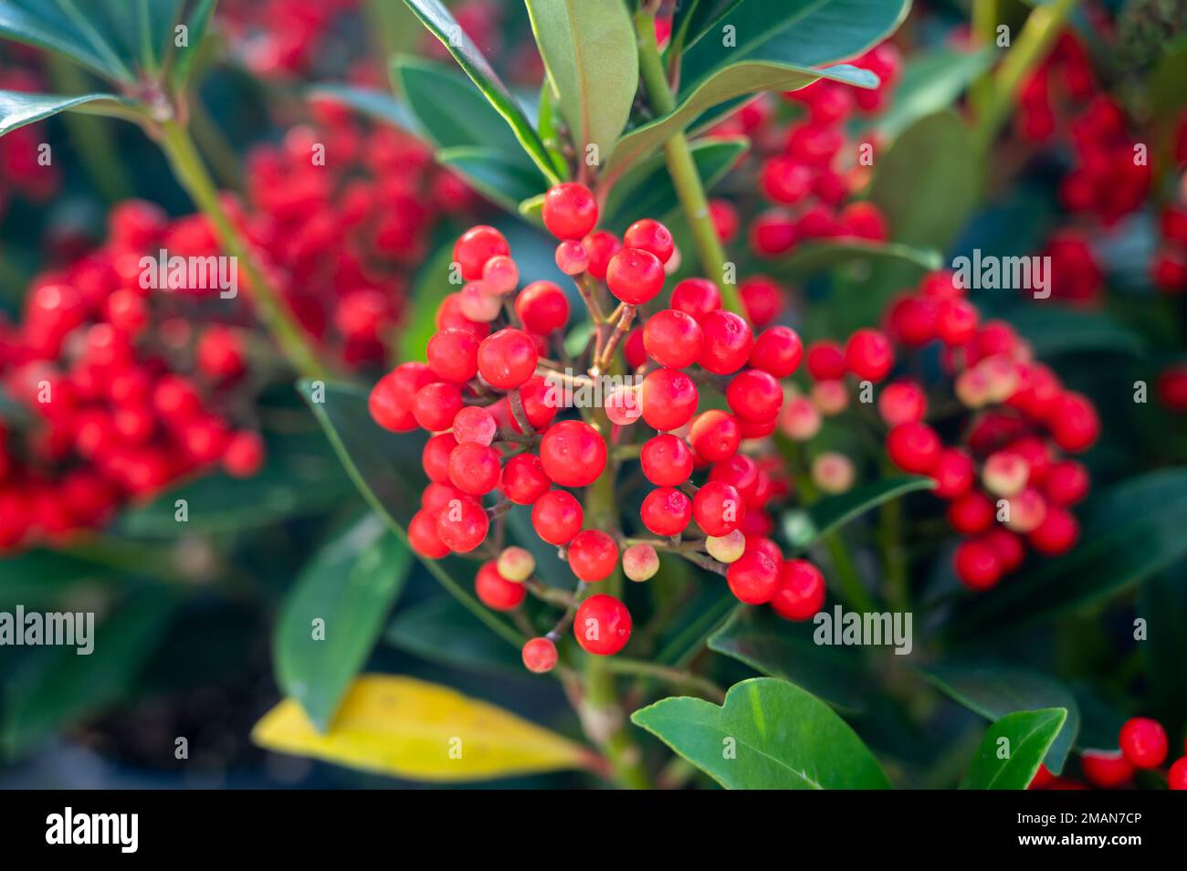 Bacche rosse di piante da giardino in fiore d'inverno, piante ornamentali sempreverdi skimmia japonica, primo piano Foto Stock