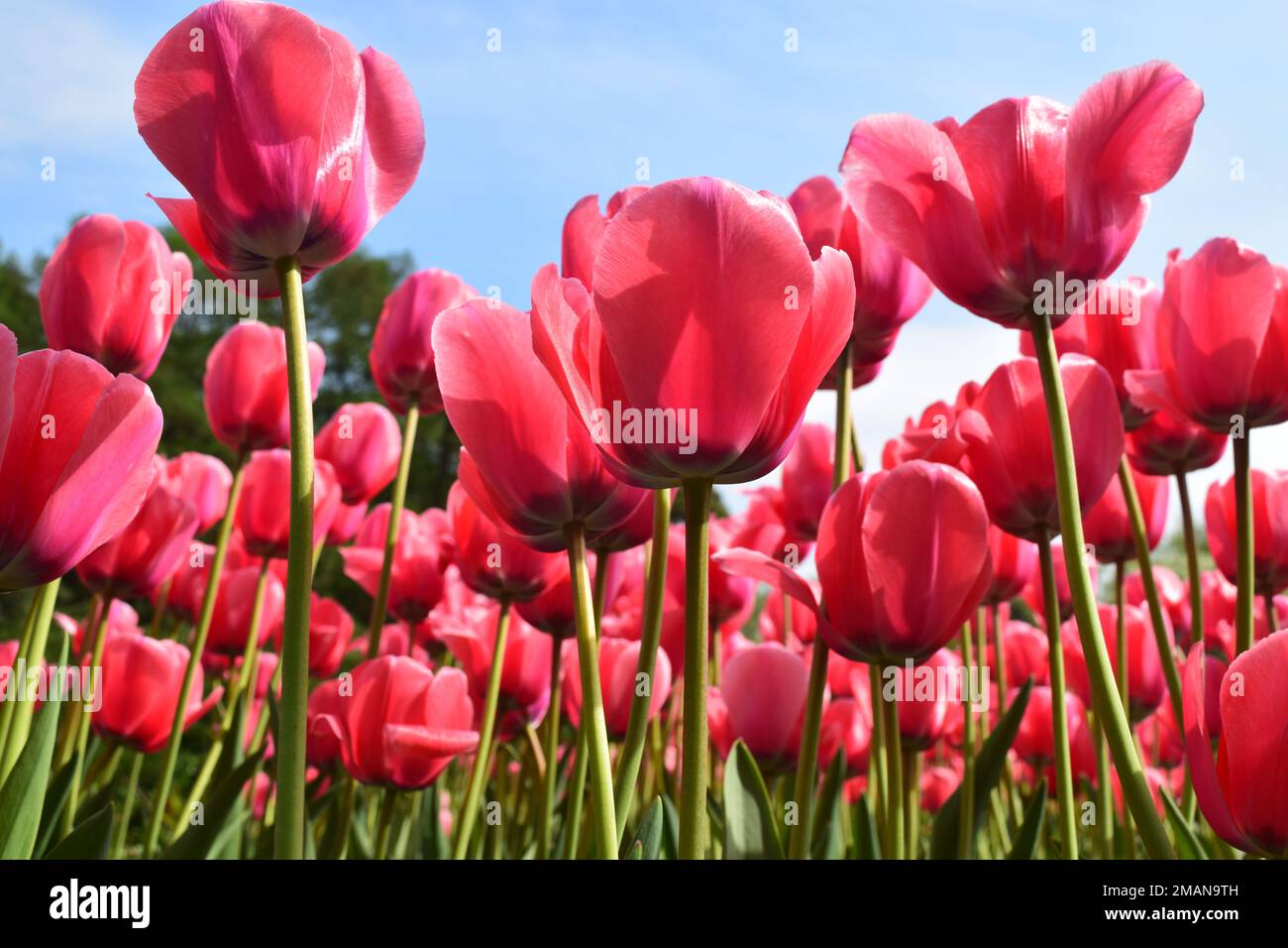 Vista dal basso di tulipani rossi-rosa luminosi su sfondo cielo blu. Viva Magenta colore 2023 Foto Stock