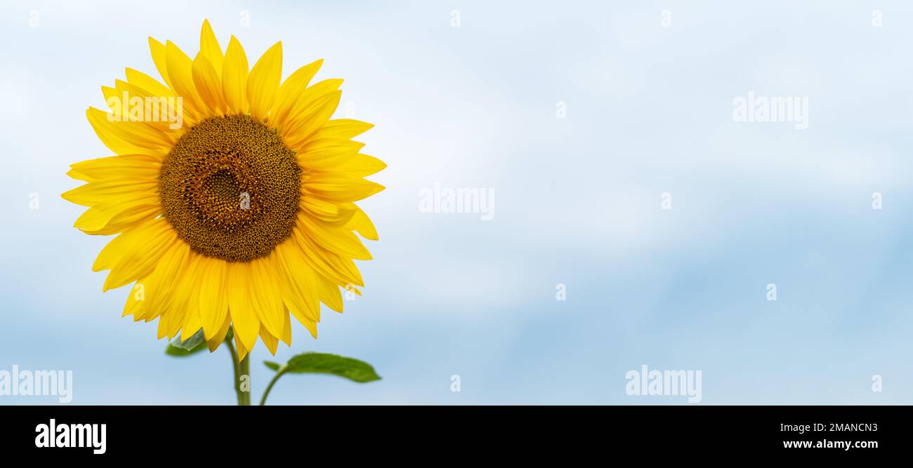 Un girasole a sinistra su sfondo cielo, primo piano, banner, biglietto, spazio copia Foto Stock