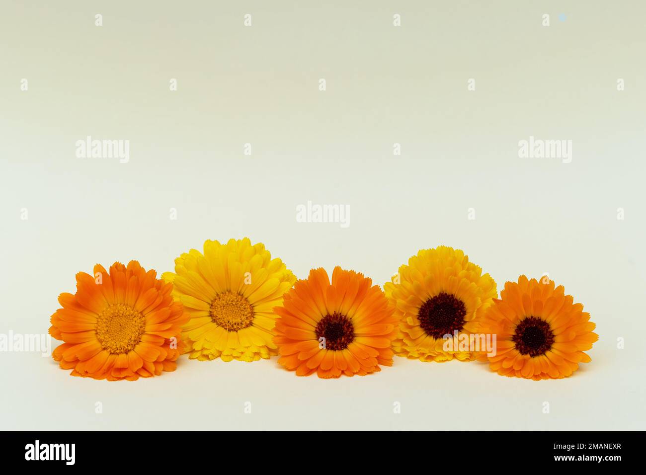 Calendula fiori su sfondo giallo vista frontale primo piano scheda Foto Stock