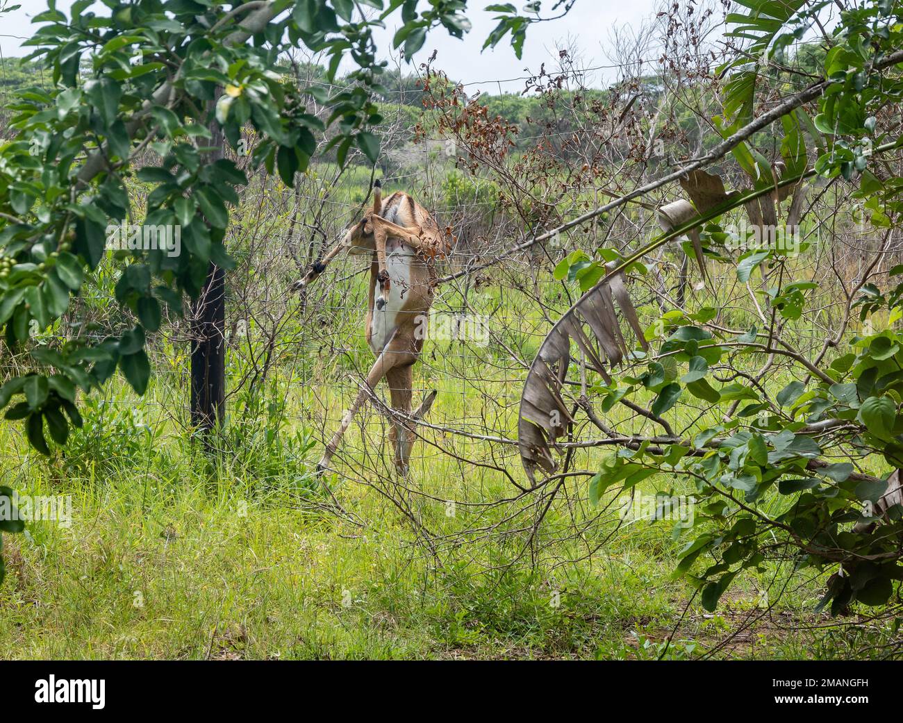 Un impala è stato catturato su una recinzione di filo spinato. KwaZulu Natal, Sudafrica. Foto Stock