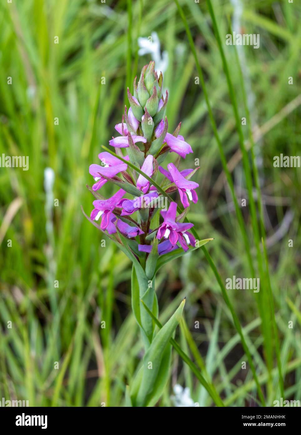 Fiori di orchidea viola nell'altopiano delle montagne Drakensberg, KwaZulu Natal, Sudafrica. Foto Stock