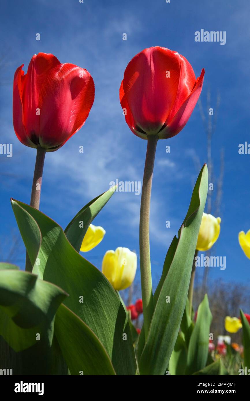 Tulipa rossa - Tulipani fotografati da un angolo basso in primavera. Foto Stock