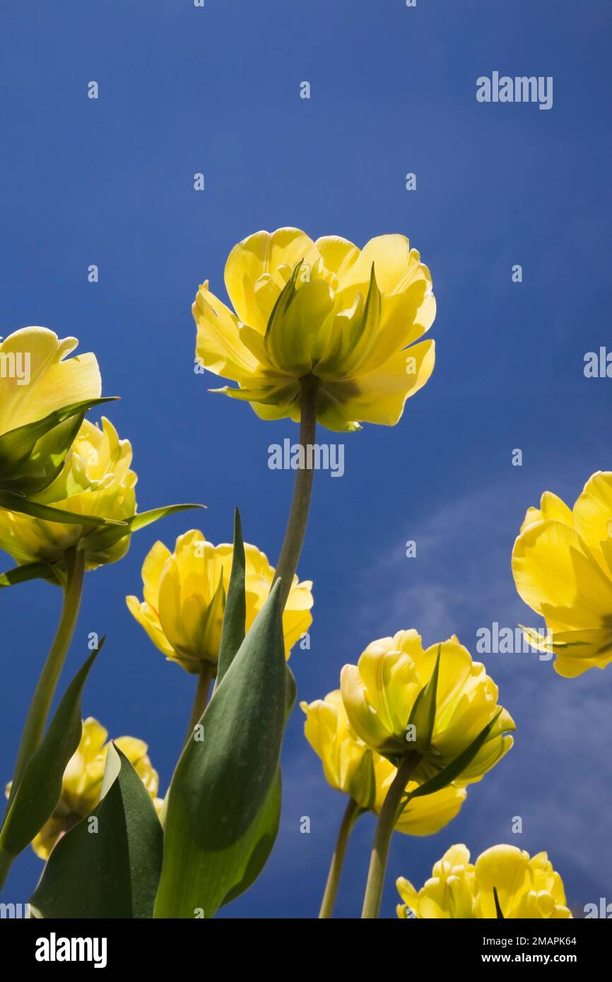 Tulipa gialla - Tulipani fotografati da un angolo basso in primavera. Foto Stock