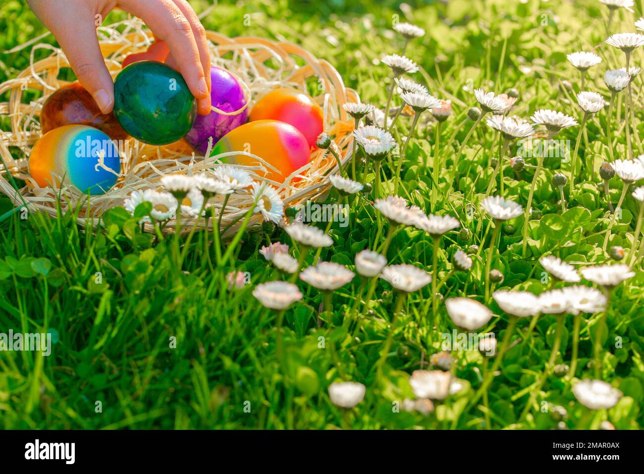 L'uovo di Pasqua Hunt.child raccoglie le uova colorate in un prato primaverile con la tradizione delle feste di Pasqua. La mano dei peperoncini mette le uova colorate in un vimini Foto Stock