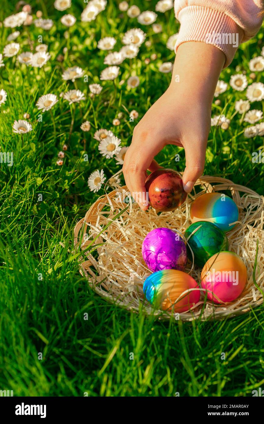 Pasqua Tradition.Easter Egg Hunt.child raccoglie uova colorate in un prato primaverile con margherite.Childs mano mette uova colorate in un basket.Spring Foto Stock