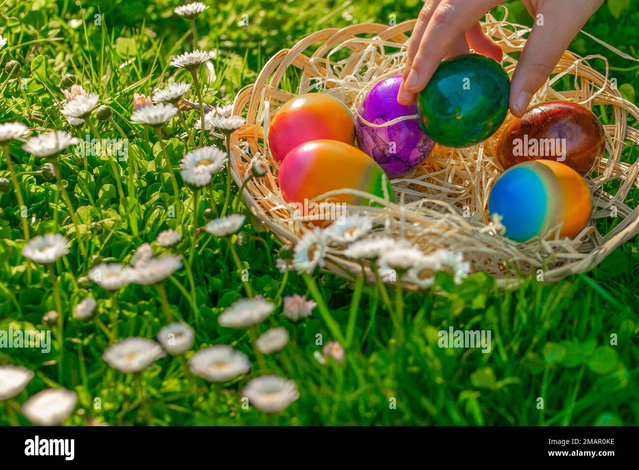 Il bambino raccoglie le uova colorate in un prato di primavera con daisies.Easter Egg Hunt. La tradizione delle vacanze pasquali. La mano dei peperoncini mette le uova colorate in un vimini Foto Stock