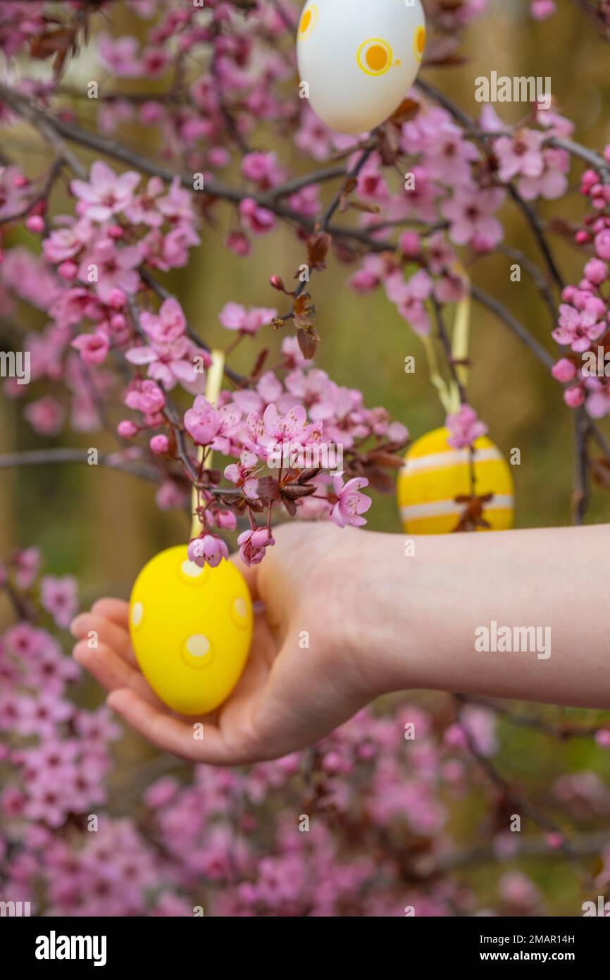 Albero di Pasqua. Pasqua Street decoration.Catholic tradizione. Le mani dei bambini vestono le uova decorative sui rami rosa fiorenti. Foto Stock