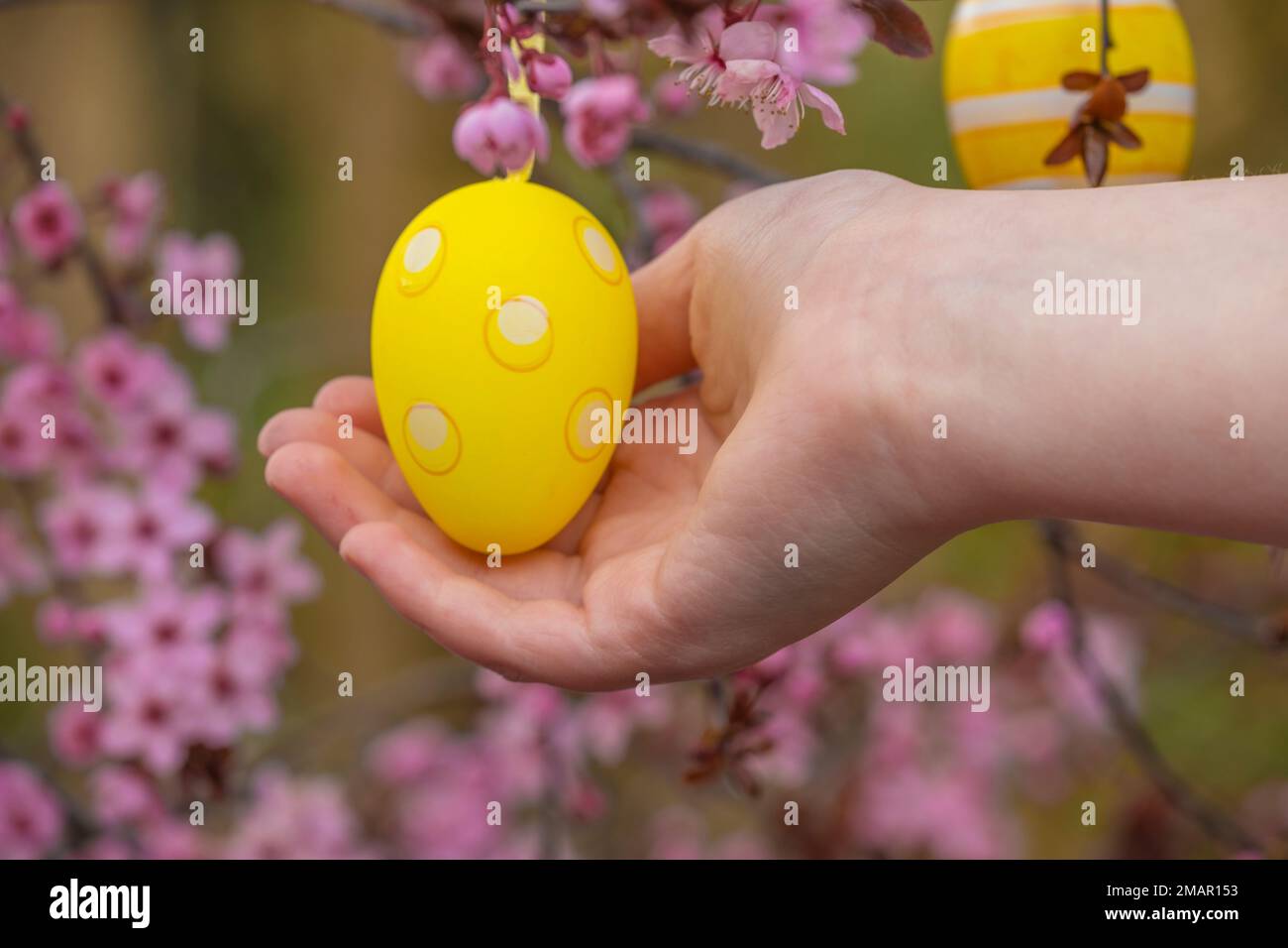 Pasqua albero decoration.Childs mani vestire uova decorative sulla fioritura rosa Branches.Spring festa religiosa. Tradizione cattolica. Foto Stock