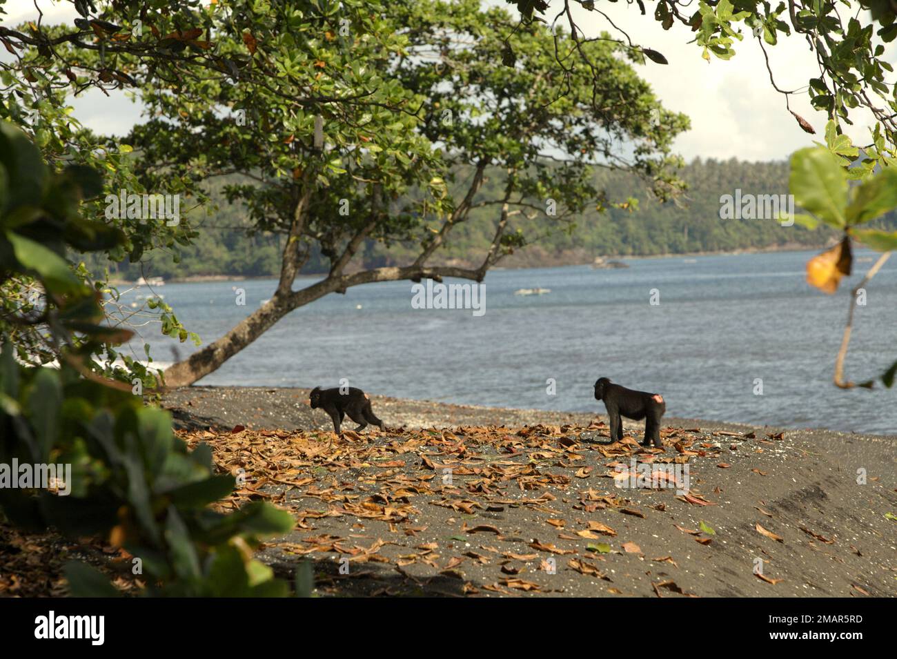 I macachi neri di Sulawesi (Macaca nigra) vagano su una spiaggia nel loro habitat naturale e protetto nella Riserva Naturale di Tangkoko, Sulawesi settentrionale, Indonesia. L'habitat naturale di questa specie protetta è la foresta pianeggiante che si estende dal livello del mare a un'altitudine di circa 1.300 metri, secondo i primati scienziati. Foto Stock