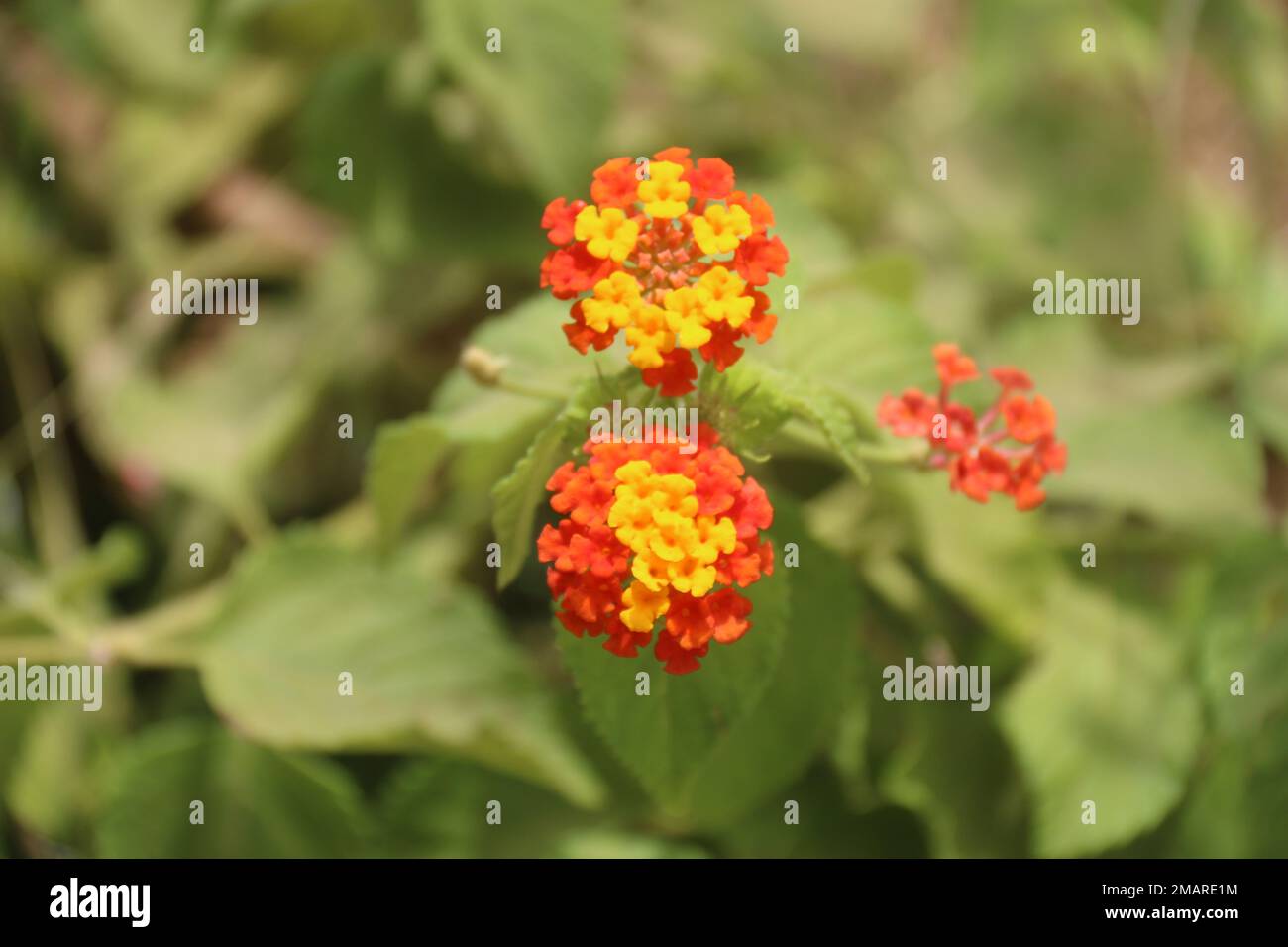 Fiori nel mio giardino domestico, Sri Lanka Foto Stock