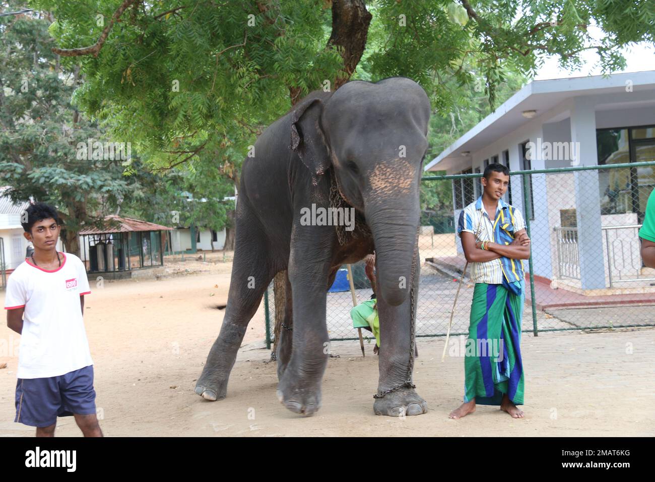 Elefanti dello Sri Lanka in natura. Visita Sri Lanka. Foto Stock