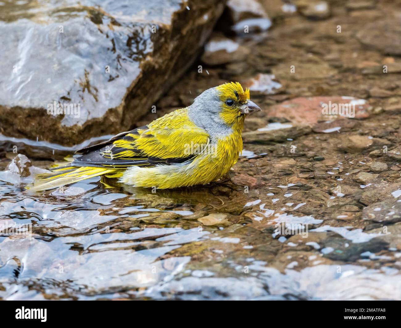 Un canarino del Capo (Serinus canicollis) facendo un bagno in un torrente di montagna. Drakensberg Mountains, KwaZulu Natal, Sudafrica. Foto Stock
