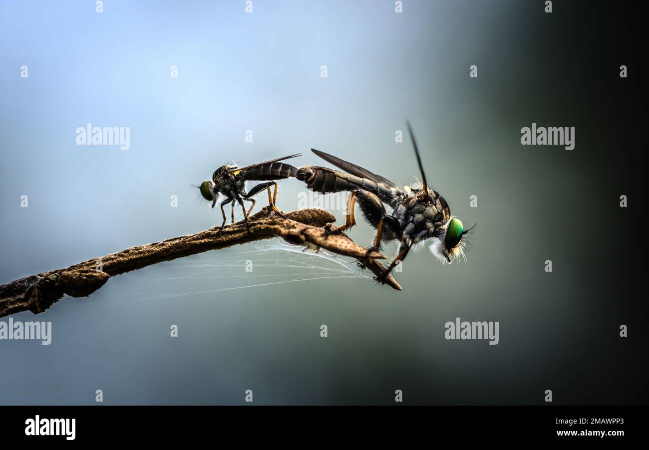 Robberfly accoppiamento sul ramo dell'albero, insetto tempo felice in natura, insetto in Thailandia. Foto Stock