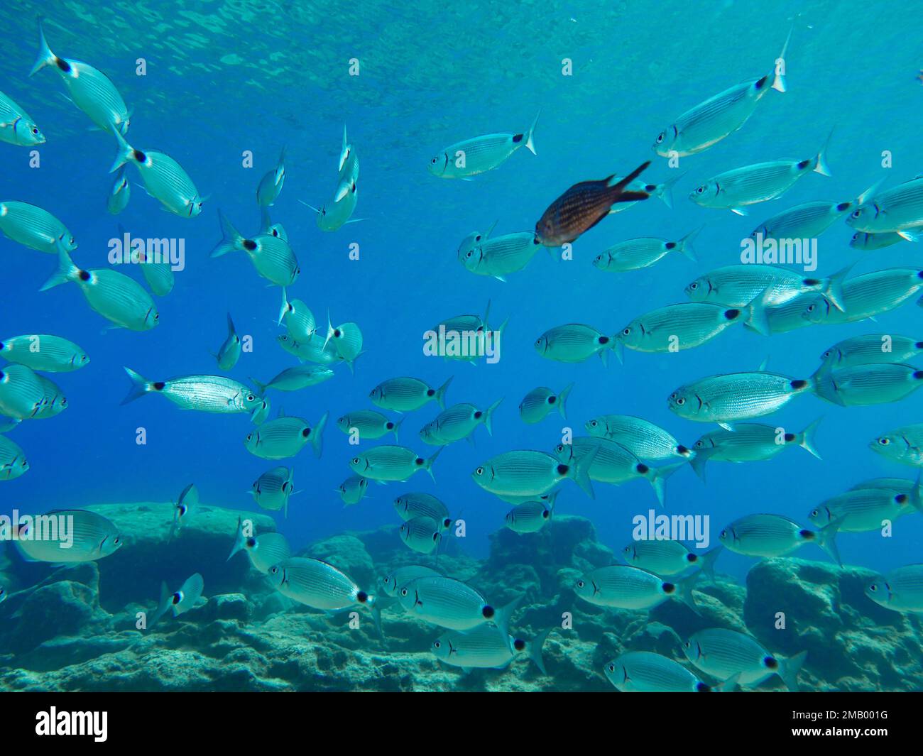 Orata di mare sellata e una damigella Foto Stock