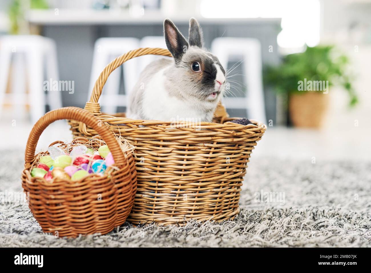 Magnete a pulcino totale. un coniglio carino seduto in un cestino con uova a casa. Foto Stock