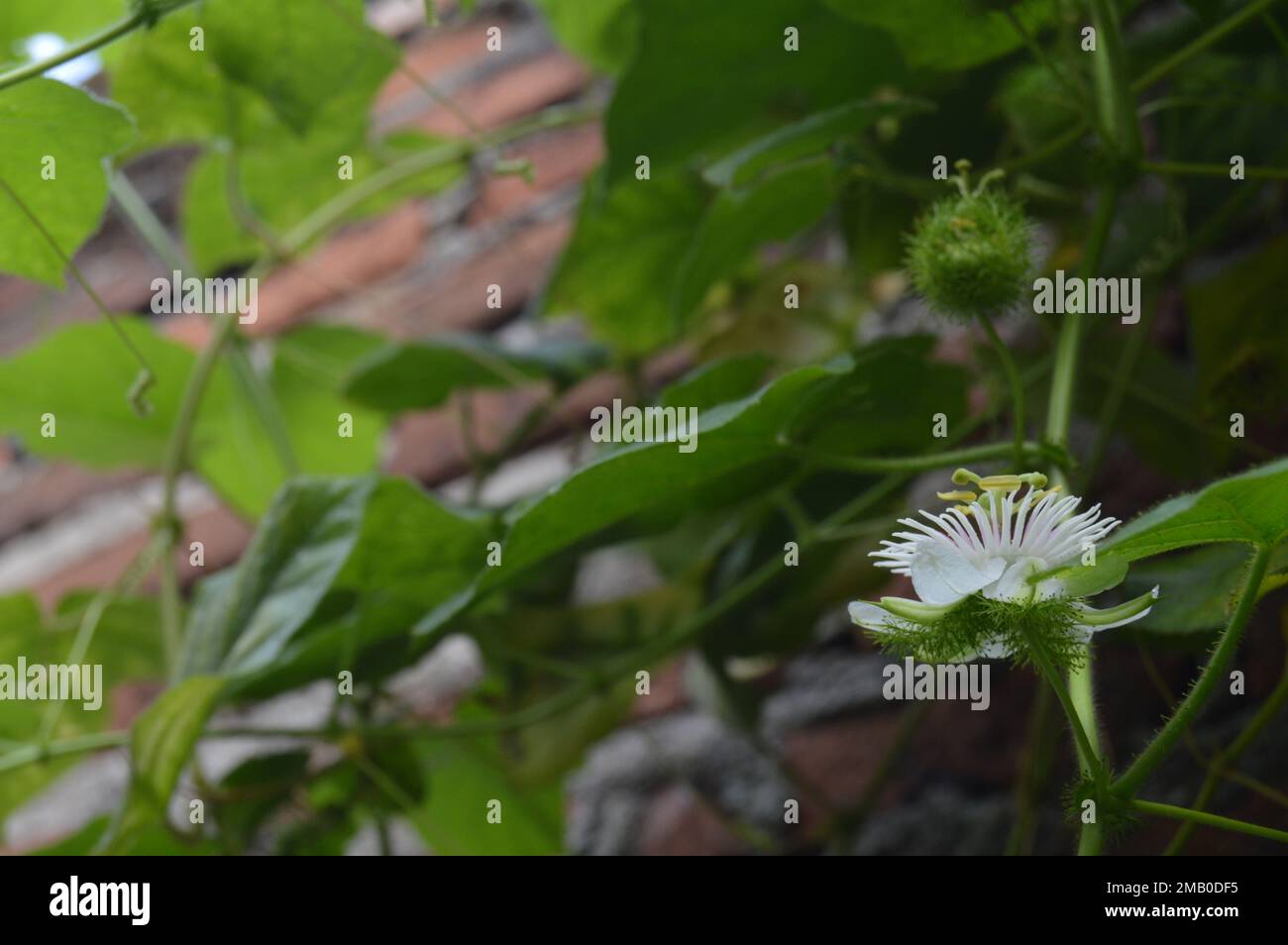 Fiori bianchi, Rambusa, con fondo bokeh di foglie di vite e muro di mattoni. Foto Stock