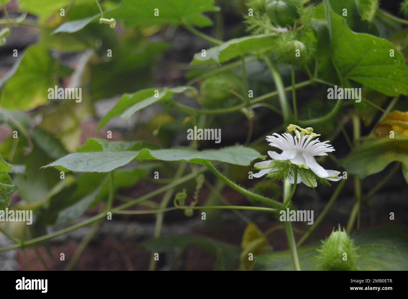 Fiori bianchi, Rambusa, con fondo bokeh di foglie di vite e muro di mattoni. Foto Stock