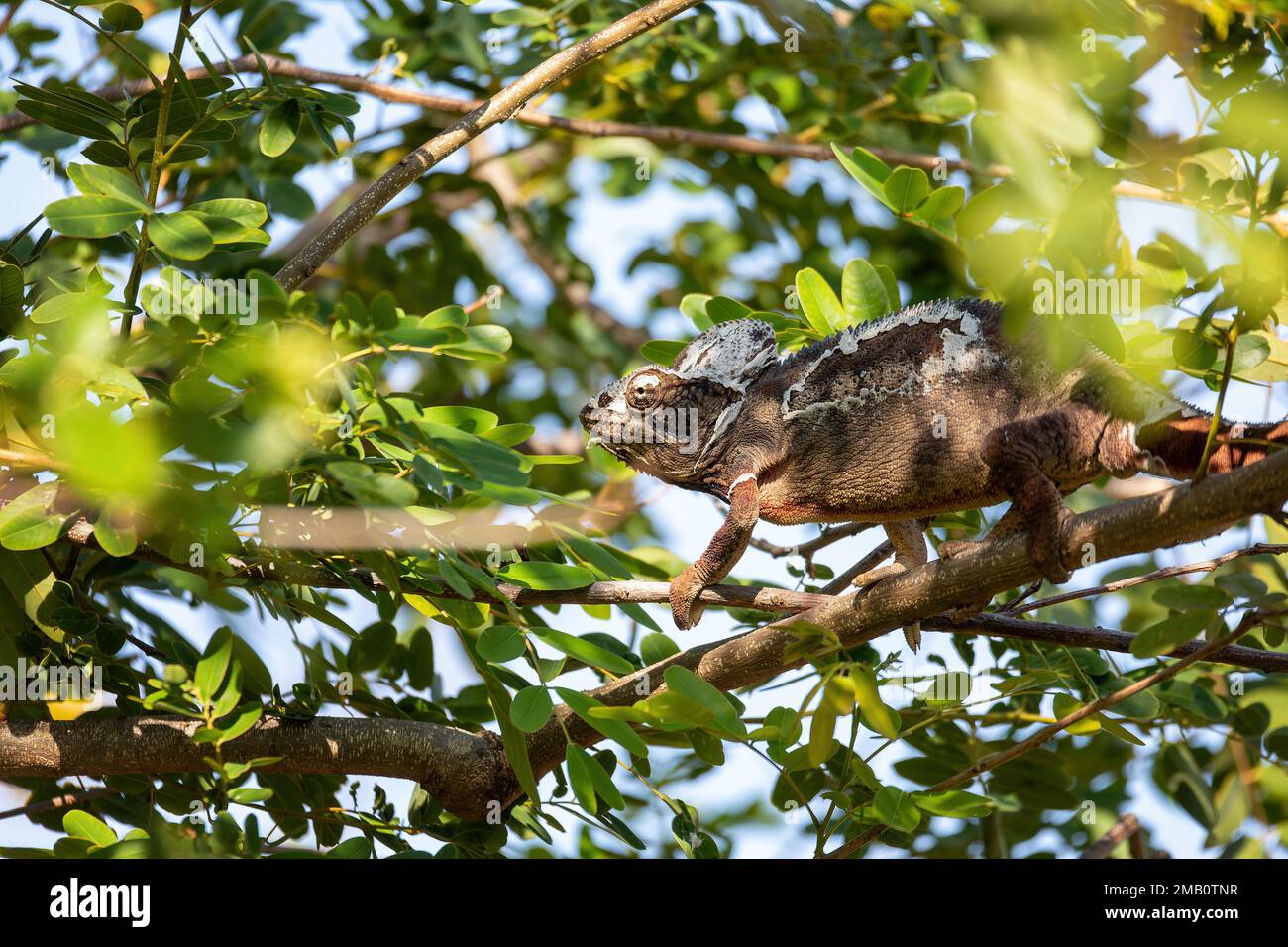 Camaleonte gigante malgascio o camaleonte di Oustalet (Furcifer oustaleti), grandi specie di camaleonte endemico, Miandrivazo, animale di fauna selvatica del Madagascar. Foto Stock