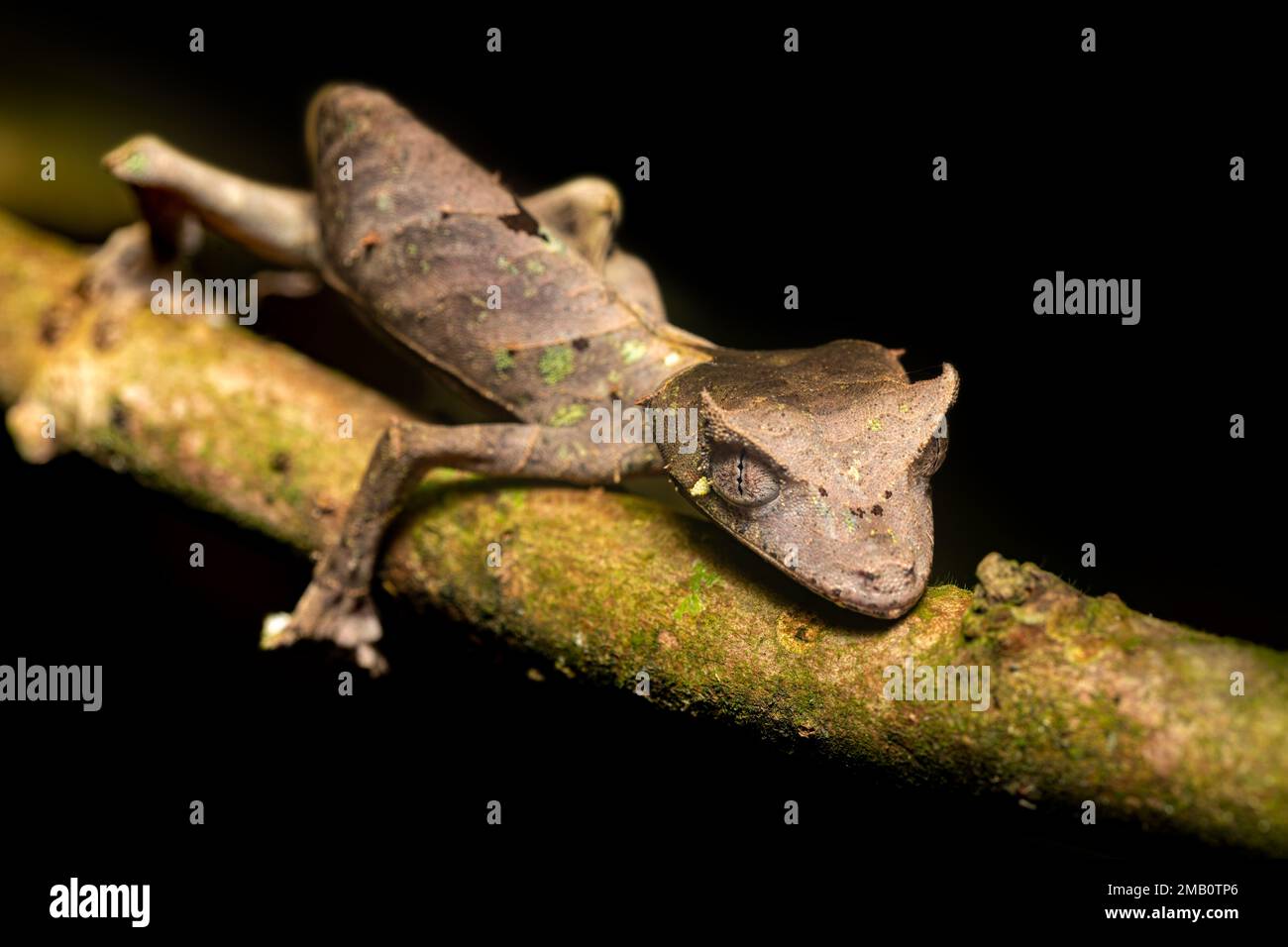 Geco satanico a coda di foglia (Uroplatus phantasticus), geco a coda di foglia di ciglia o geco fantasmatico a coda di foglia, specie endemiche bizzarre di geco. Ranom Foto Stock