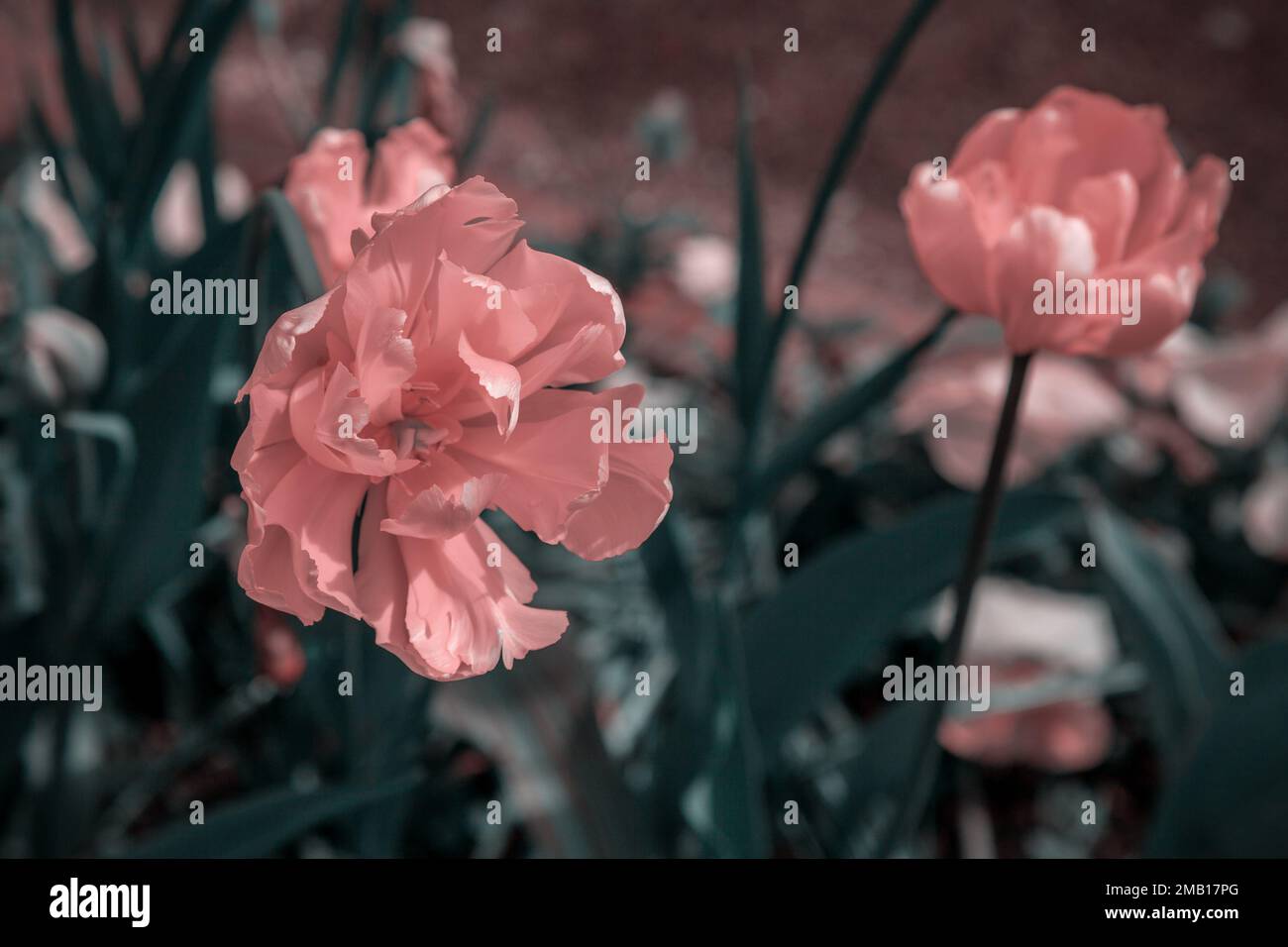 Foto stilizzata - tulipani terrosi crescono nel giardino. Foto Stock