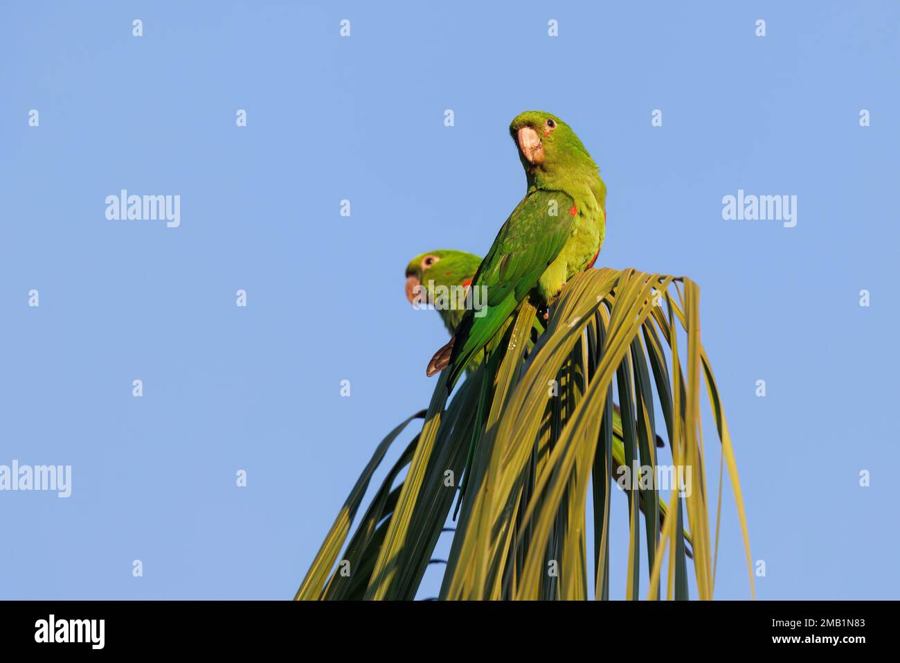 Parakeet con gli occhi bianchi, Serra da Canastra, MG, Brasile, agosto 2022 Foto Stock