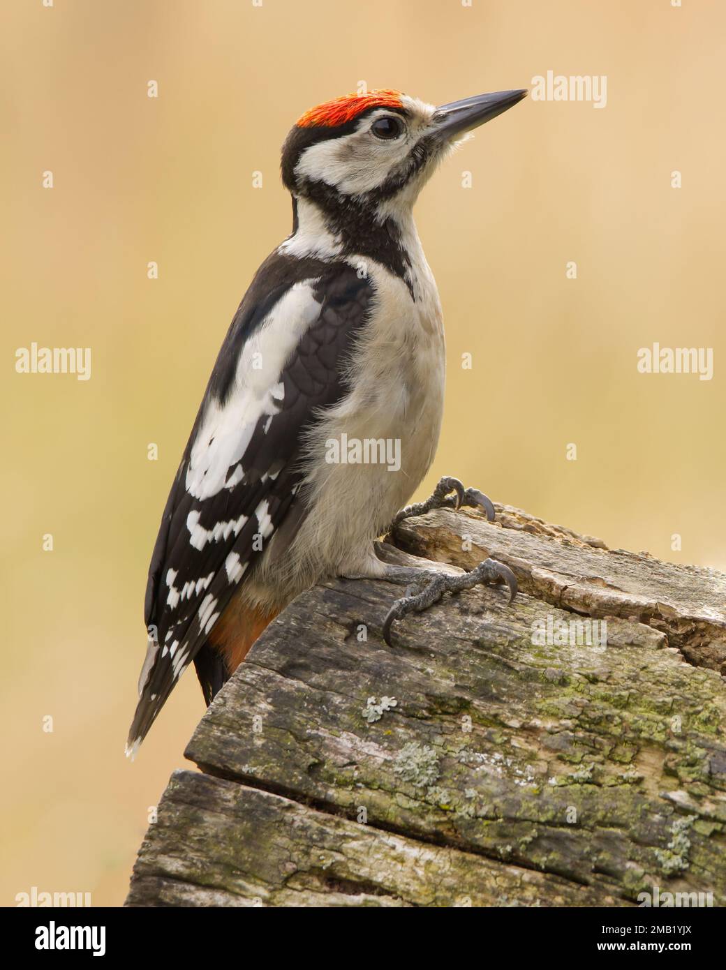 Un grande picchio macchiato appollaiato sul legno Foto Stock