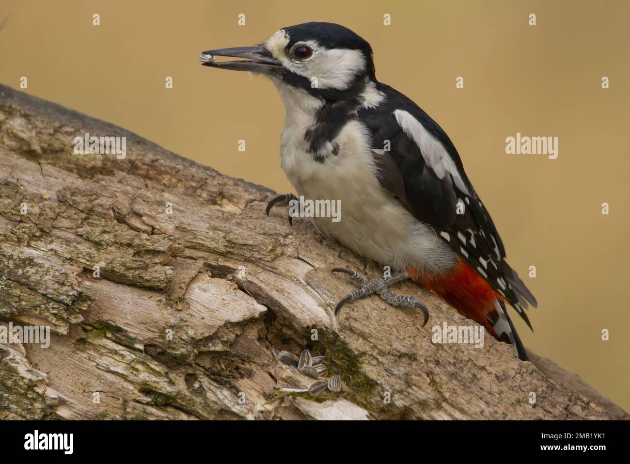 Un grande picchio macchiato appollaiato sul legno Foto Stock