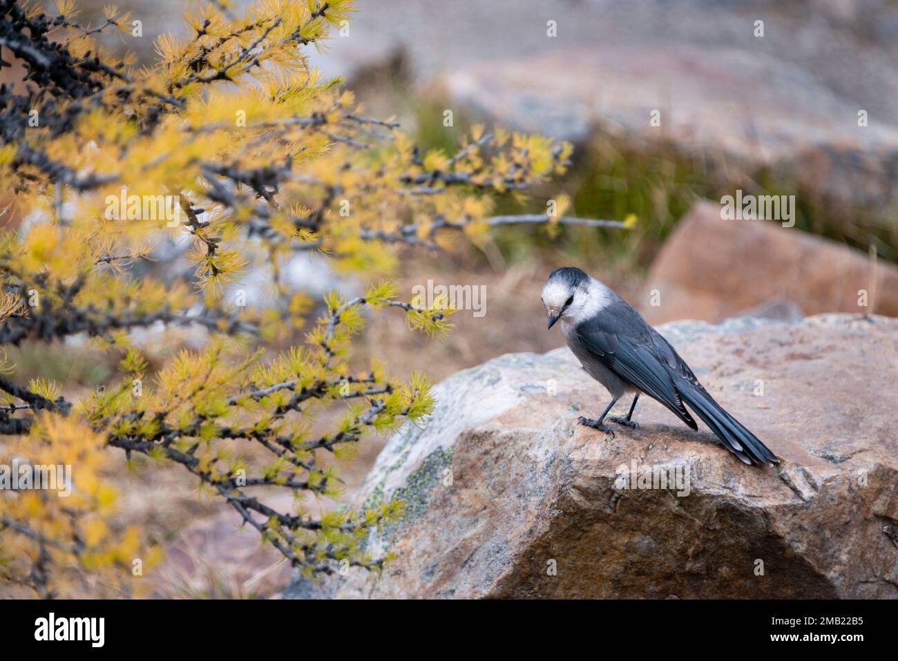 Canada Jay uccello da un albero di larice d'oro in autunno, Valley of the Ten Peaks pista, Banff National Park, Canadian Rockies. Foto Stock