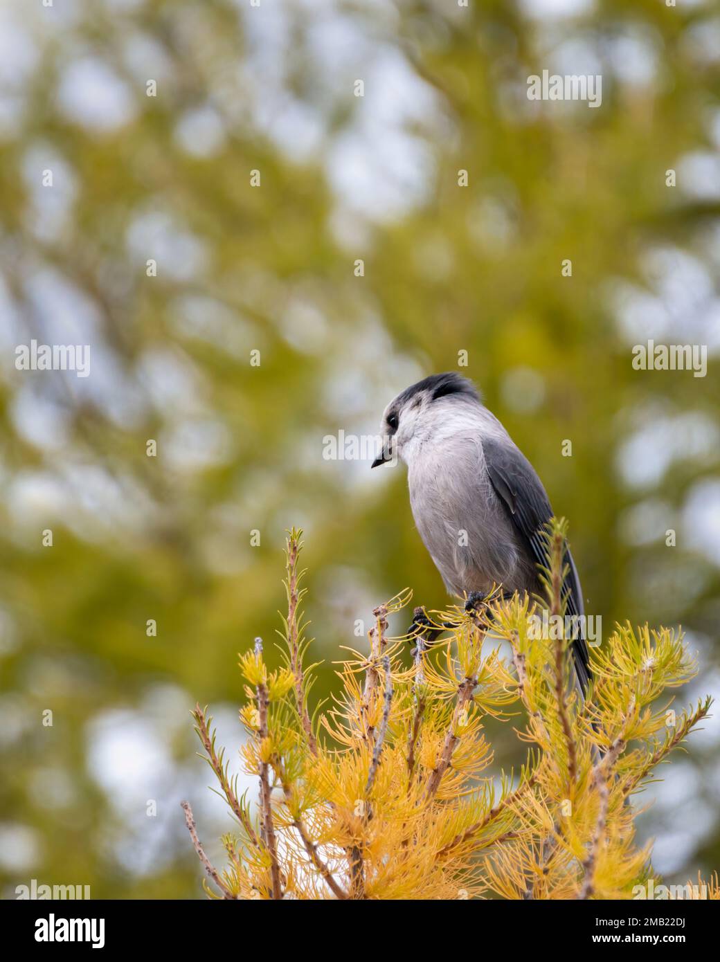 Canada Jay uccello arroccato su autunno albero d'oro, Valley of the Ten Peaks pista, Banff National Park, Canadian Rockies. Formato verticale. Foto Stock